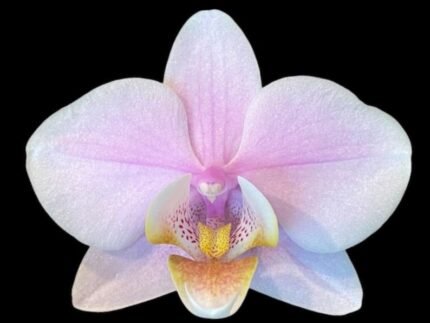 Double Spikes Phalaenopsis Pinlong Cheris (3.5” Pot)