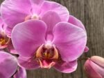 Double Spikes Phalaenopsis New Hybrid Novelty NOID (3.5" pot) - Image 6