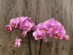 Double Spikes Phalaenopsis New Hybrid Novelty NOID (3.5" pot) - Image 8