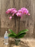 Double Spikes Phalaenopsis New Hybrid Novelty NOID (3.5" pot) - Image 9