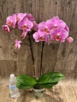 Double Spikes Phalaenopsis New Hybrid Novelty NOID (3.5" pot) - Image 10