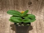 Blooming Size - Paphiopedilum Iona Double Plants (2” pot) - Image 2