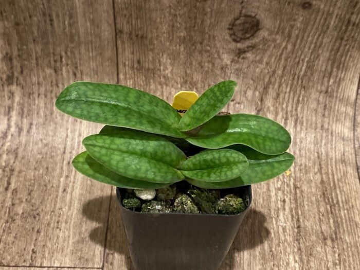 Blooming Size - Paphiopedilum Iona Double Plants  (2” pot) - Image 2