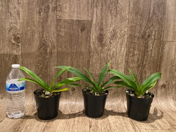 Phrag. Millbrook (besseae x Nicolle Tower) (4.5" pot) - Image 2