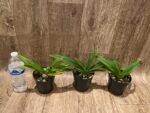 Phrag. Millbrook (besseae x Nicolle Tower) (4.5" pot) - Image 3