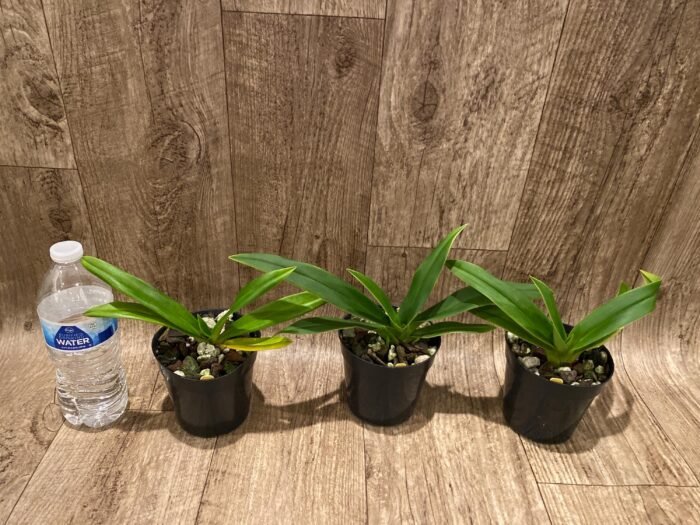 Phrag. Millbrook (besseae x Nicolle Tower) (4.5" pot) - Image 3