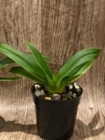 Phrag. Millbrook (besseae x Nicolle Tower) (4.5" pot) - Image 4
