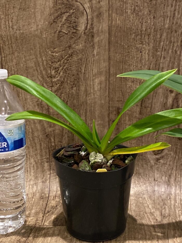 Phrag. Millbrook (besseae x Nicolle Tower) (4.5" pot) - Image 6