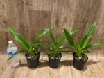 Phrag. Rocquier × Twilight (4” Pot) - Image 2