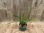 Maxillariella Maui Coconut × schunkeana (3.5” Pot) - Image 2