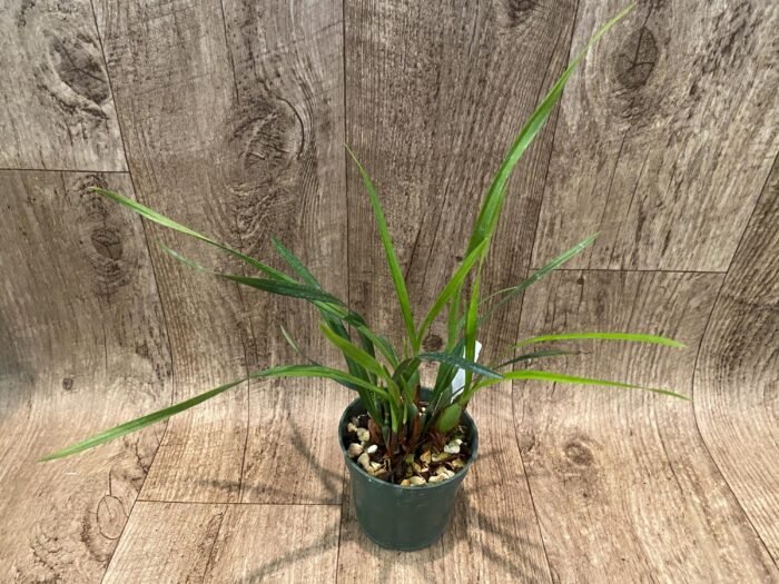 Maxillariella Maui Coconut × schunkeana (3.5” Pot) - Image 2