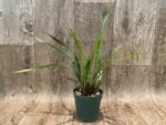 Maxillariella Maui Coconut × schunkeana (3.5” Pot) - Image 3