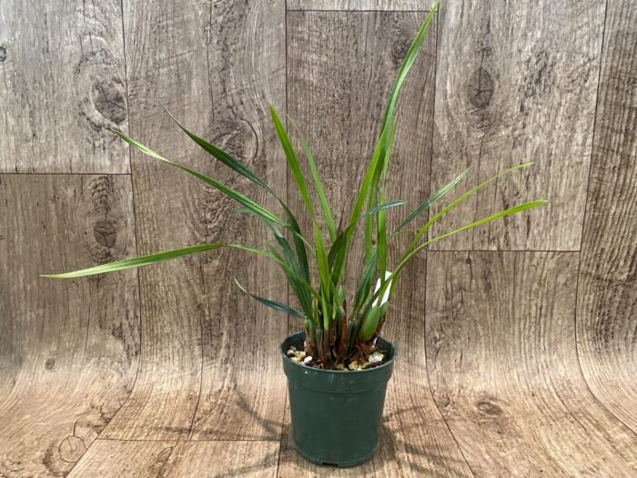 Maxillariella Maui Coconut × schunkeana (3.5” Pot) - Image 3