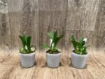 Liparis grossa x sib (3” pot) - Image 2