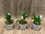 Liparis grossa x sib (3” pot) - Image 3