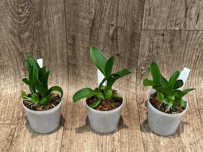 Liparis grossa x sib (3” pot) - Image 3