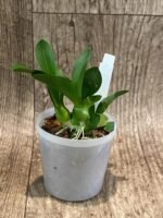 Liparis grossa x sib (3” pot) - Image 4