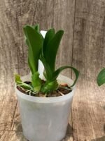 Liparis grossa x sib (3” pot) - Image 6
