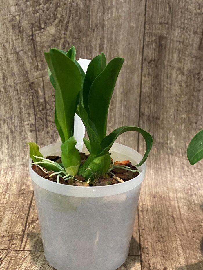 Liparis grossa x sib (3” pot) - Image 6