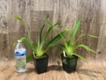 Paph. Joseito '#2' × Toni Semple 'Eve' Blooming Size (3.5” pot) - Image 3