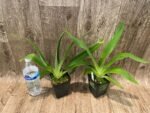 Paph. Joseito '#2' × Toni Semple 'Eve' Blooming Size (3.5” pot) - Image 4
