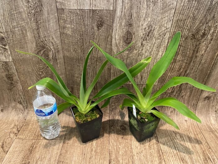 Paph. Joseito '#2' × Toni Semple 'Eve' Blooming Size (3.5” pot) - Image 4