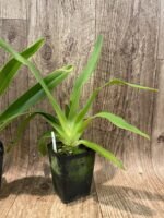 Paph. Joseito '#2' × Toni Semple 'Eve' Blooming Size (3.5” pot) - Image 5