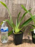 Paph. Joseito '#2' × Toni Semple 'Eve' Blooming Size (3.5” pot) - Image 6