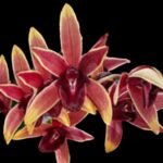 Cymbidium Aussie Dreamtime 'Pakkret’ (4" pot)