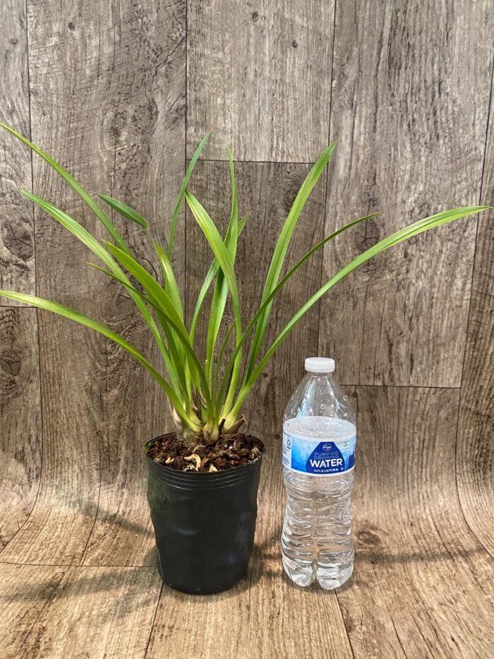 Cymbidium Aussie Dreamtime 'Pakkret’ (4" pot) - Image 2