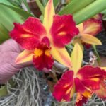 Cattleya Fire Magic (C. Fire Fantisy x C. Tokyo Magic)