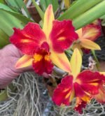 Cattleya Fire Magic (C. Fire Fantisy x C. Tokyo Magic) (3.5” pot)
