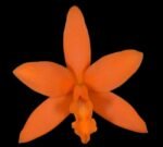 Cattlianthe Caribbean Treat (Trick or Treat x Caribbean) 3.5” Pot)