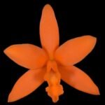 Cattlianthe Caribbean Treat (Trick or Treat x Caribbean) 3.5” Pot)