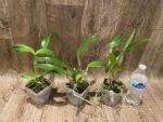 Cattlianthe Caribbean Treat (Trick or Treat x Caribbean) 3.5” Pot) - Image 3