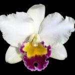 RIc Hsinying Catherine 'Hakucho' (3.5” pot)