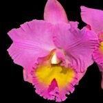 Rlc. Joyful Love 'Volcano Queen' (3.5” pot)