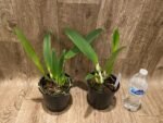 Fragrant Cattleya Suzanne Hye (mossiae x gaskelliana v. coerulea" (5" pot) - Image 3