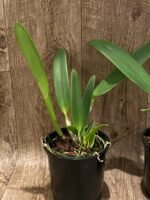 Fragrant Cattleya Suzanne Hye (mossiae x gaskelliana v. coerulea" (5" pot) - Image 4
