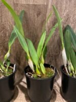 Fragrant Cattleya lueddemanniana var. semi-alba (5" pot) - Image 5