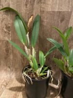 Fragrant Cattleya lueddemanniana ('Eve' x 'New Year') (5" pot) - Image 5