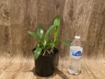 Fragrant Cattleya trianae v. coerulea x sib ('Kiss' x 'Blue') (5" pot) - Image 2