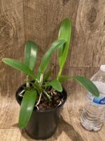Fragrant Cattleya trianae v. coerulea x sib ('Kiss' x 'Blue') (5" pot) - Image 4