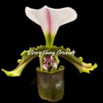 In Bloom - Paph. spicerianum x sib (2” pot)