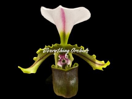 In Bloom - Paph. spicerianum x sib (2” pot)