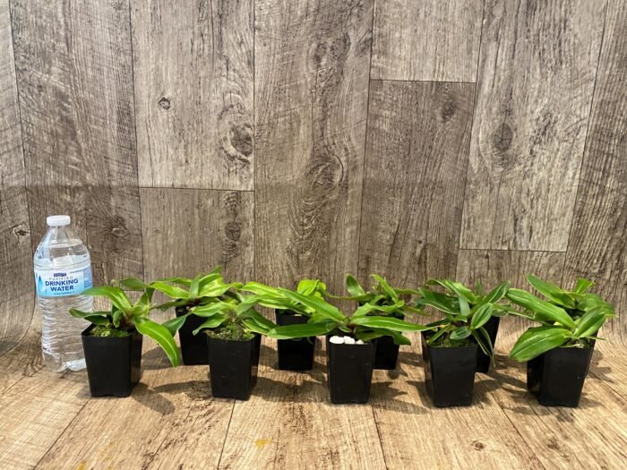 Paph. spicerianum x sib Multi-Growths (2” pot) - Image 2