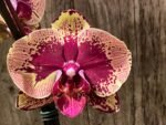 Double Spikes Phalaenopsis I-Hsin The Big Bang Spike 33” Tall (4.5" pot) - Image 2