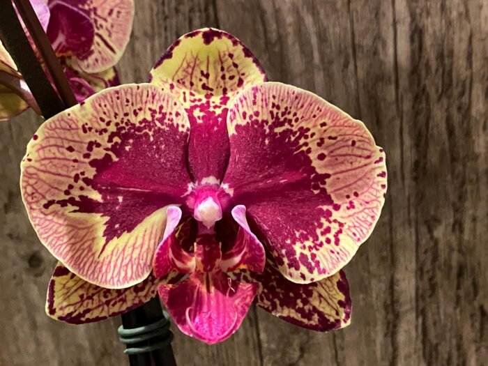 Double Spikes Phalaenopsis I-Hsin The Big Bang Spike 33” Tall (4.5" pot) - Image 2