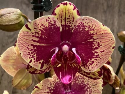 Double Spikes Phalaenopsis I-Hsin The Big Bang Spike 33” Tall (4.5" pot)