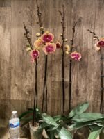 Double Spikes Phalaenopsis I-Hsin The Big Bang Spike 33” Tall (4.5" pot) - Image 9